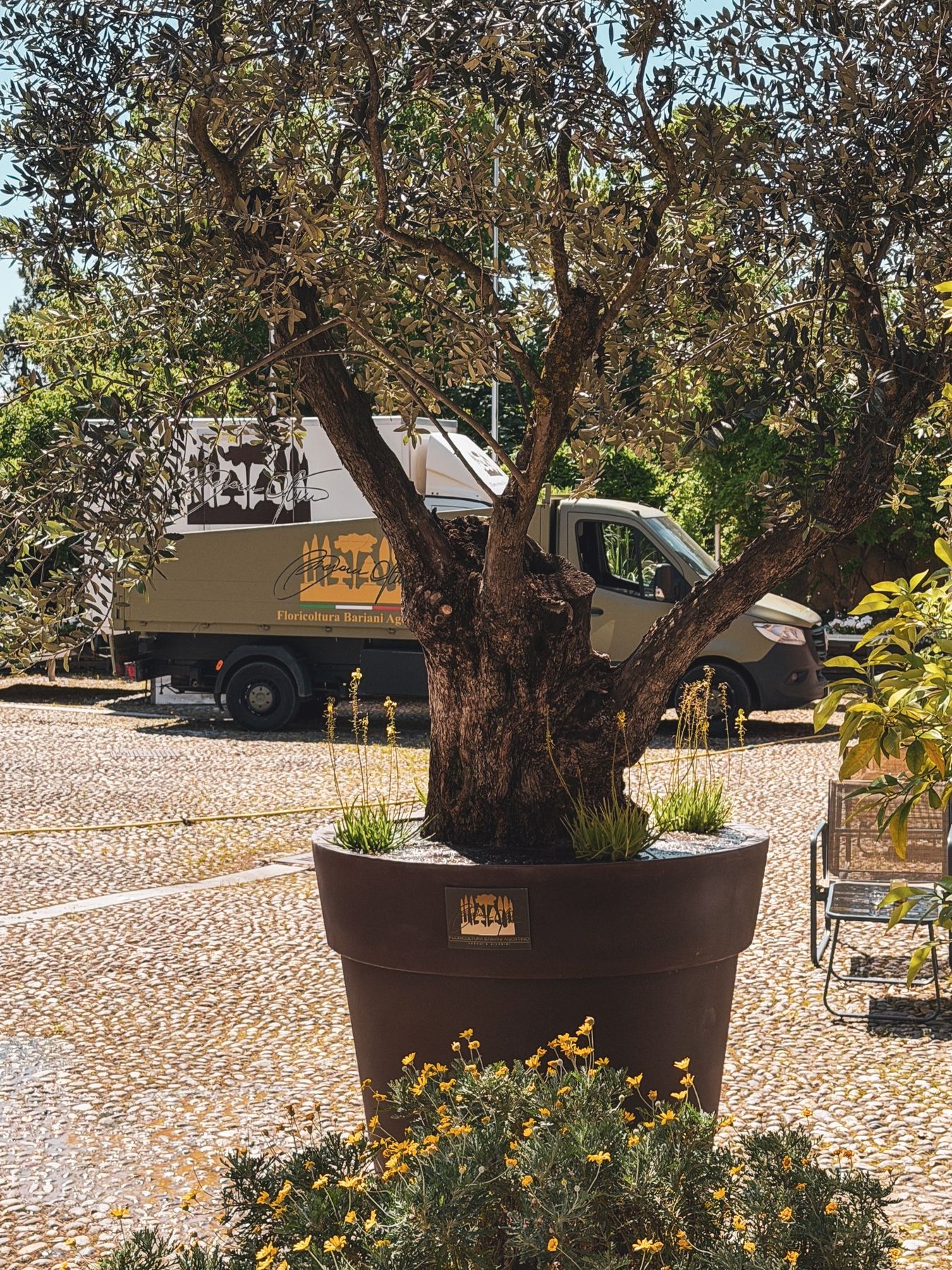 Ulivo in vaso per l'allestimento della Hosteria La Cave Cantù