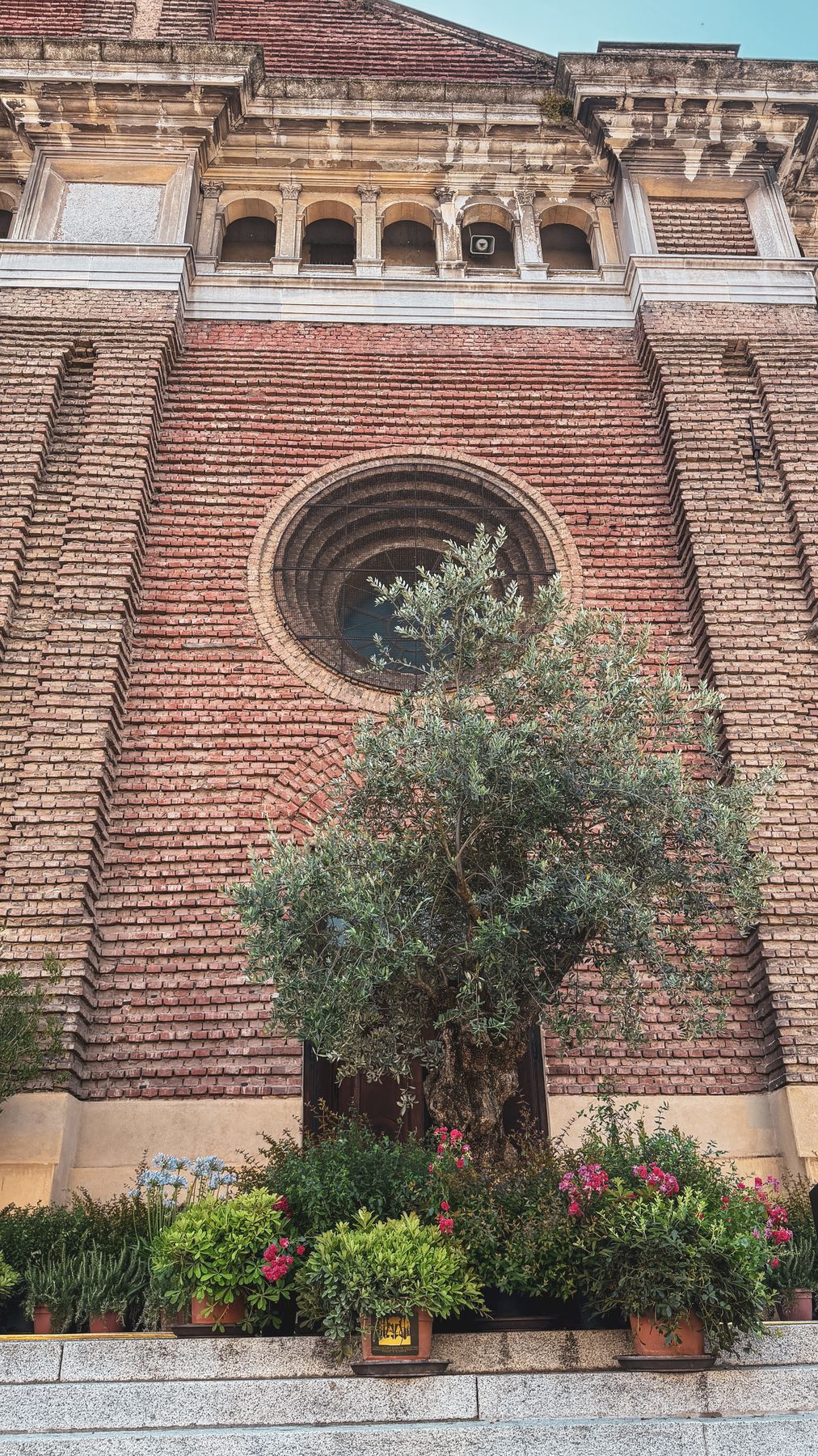 Ulivo in vaso davanti alla facciata della chiesa