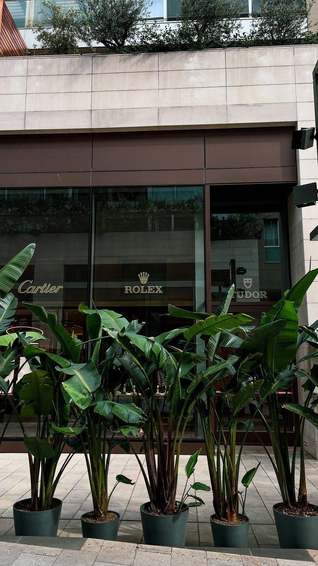 Vetrina Rolex e Cartier con allestimento botanico