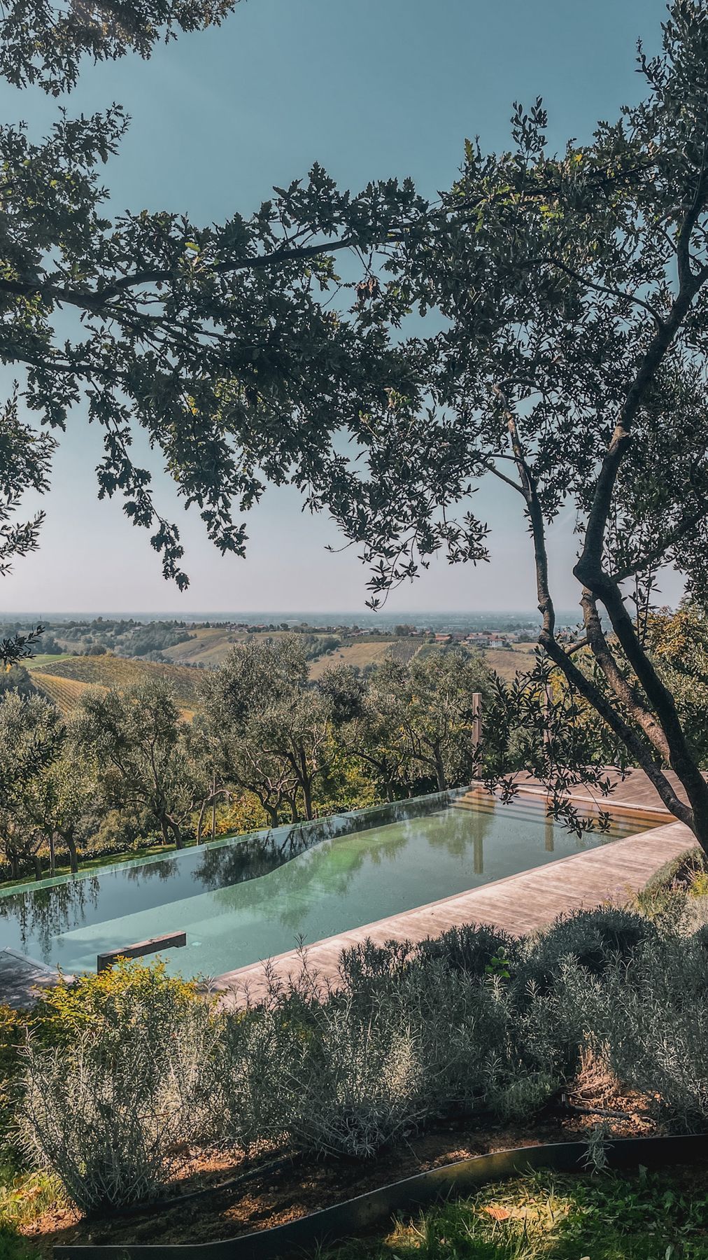 Piscina tra gli ulivi