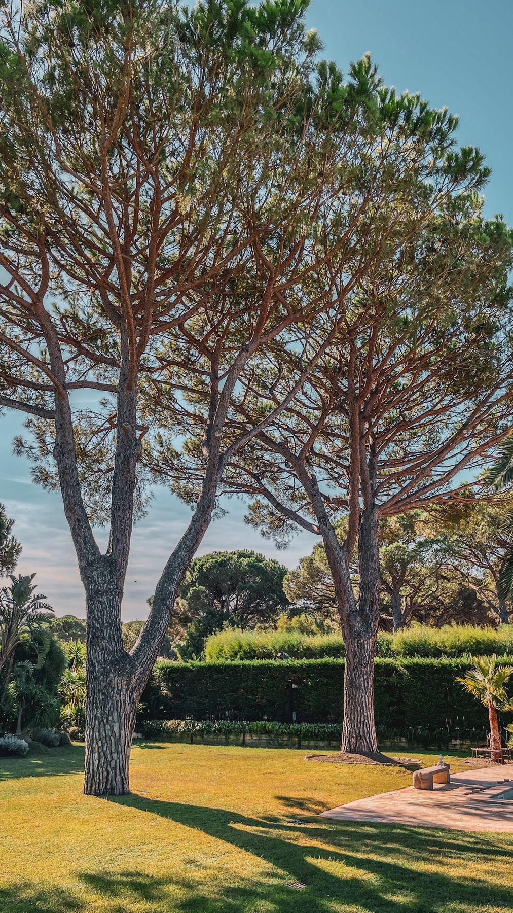 Pini marittimi nel giardino con piscina