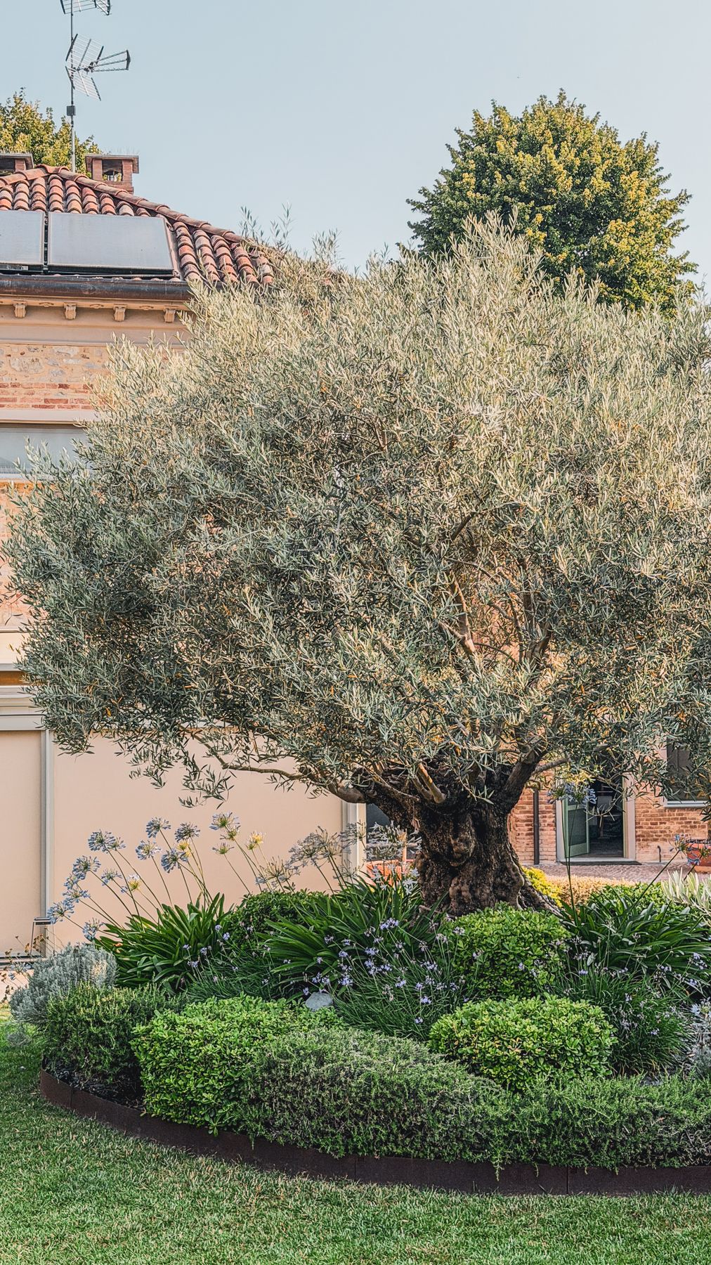 Ulivo e aiuola paesaggistica accanto a una villa
