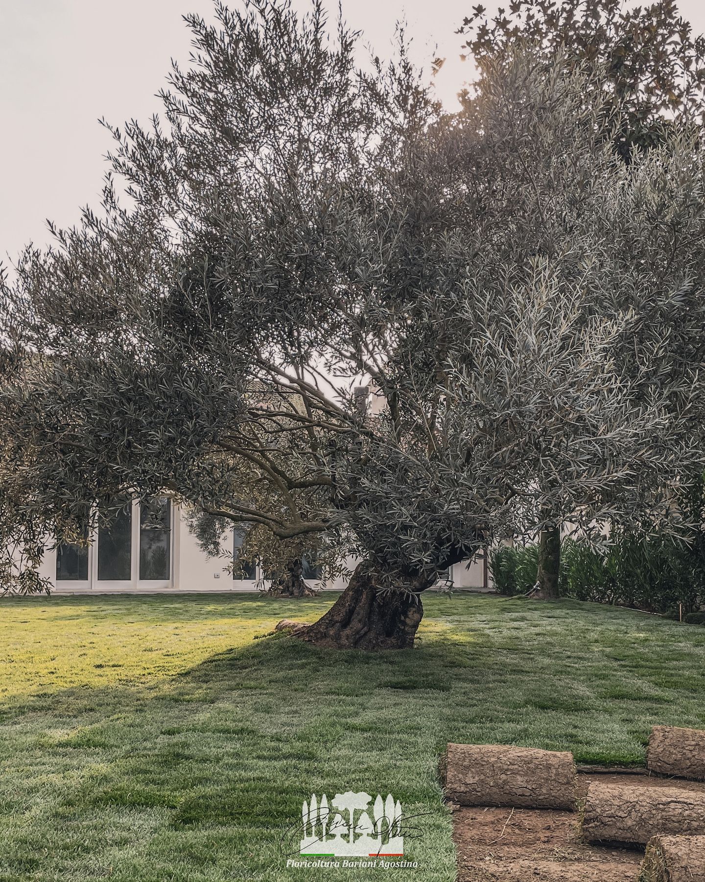 Ulivo maturo in un giardino residenziale