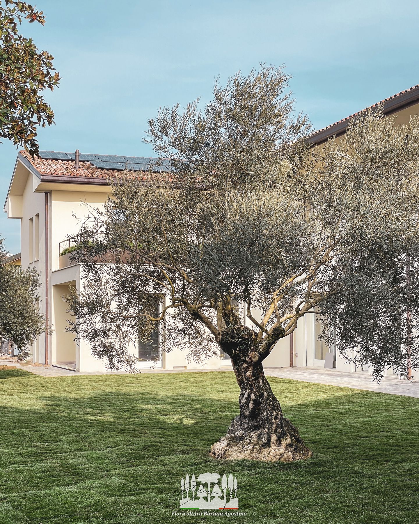 Ulivo ornamentale davanti a una villa contemporanea