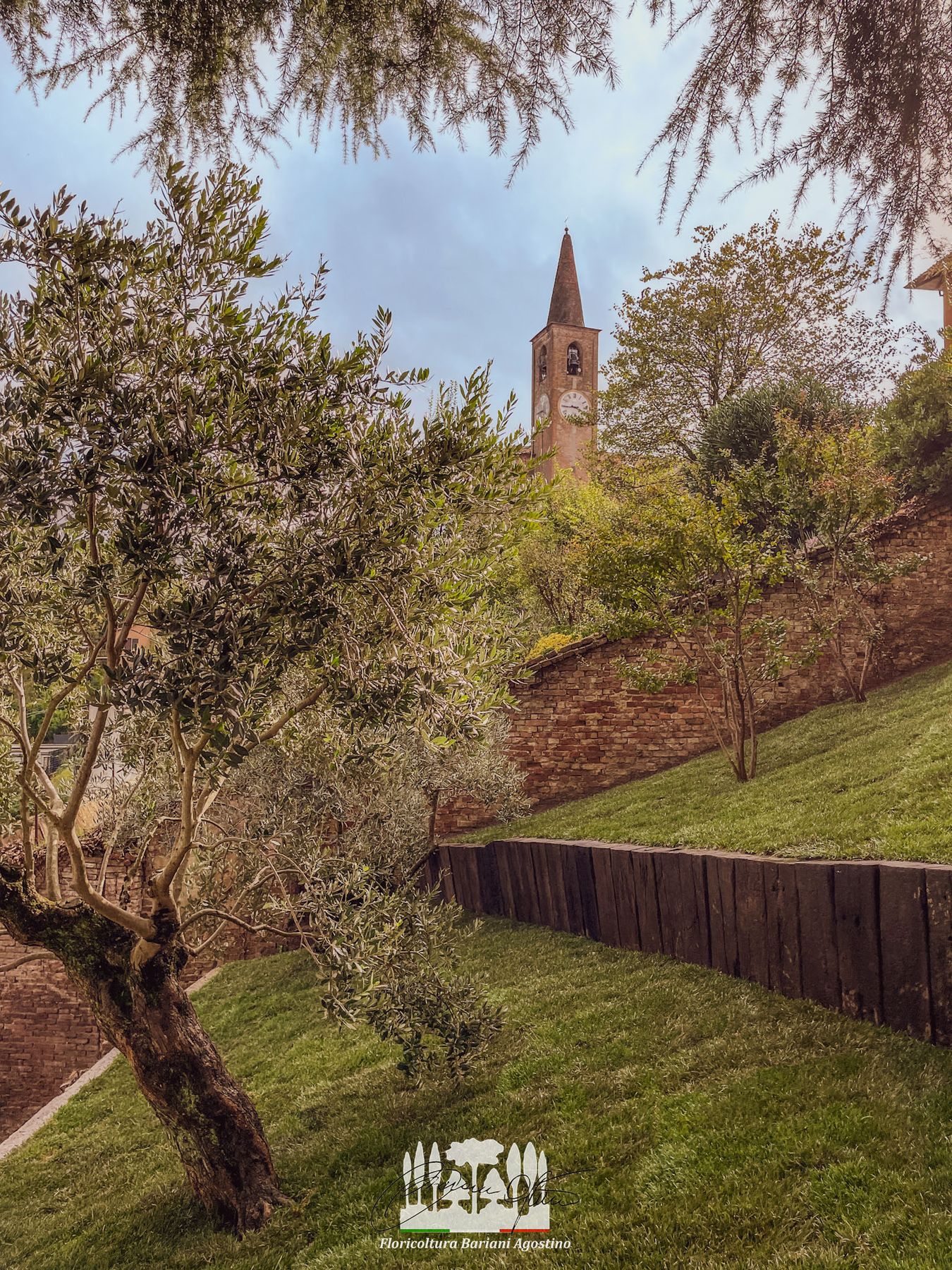 Ulivi e giardino terrazzato con campanile sullo sfondo