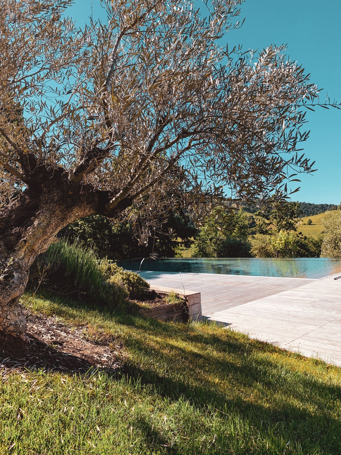 Ulivo accanto alla piscina immersa nel paesaggio