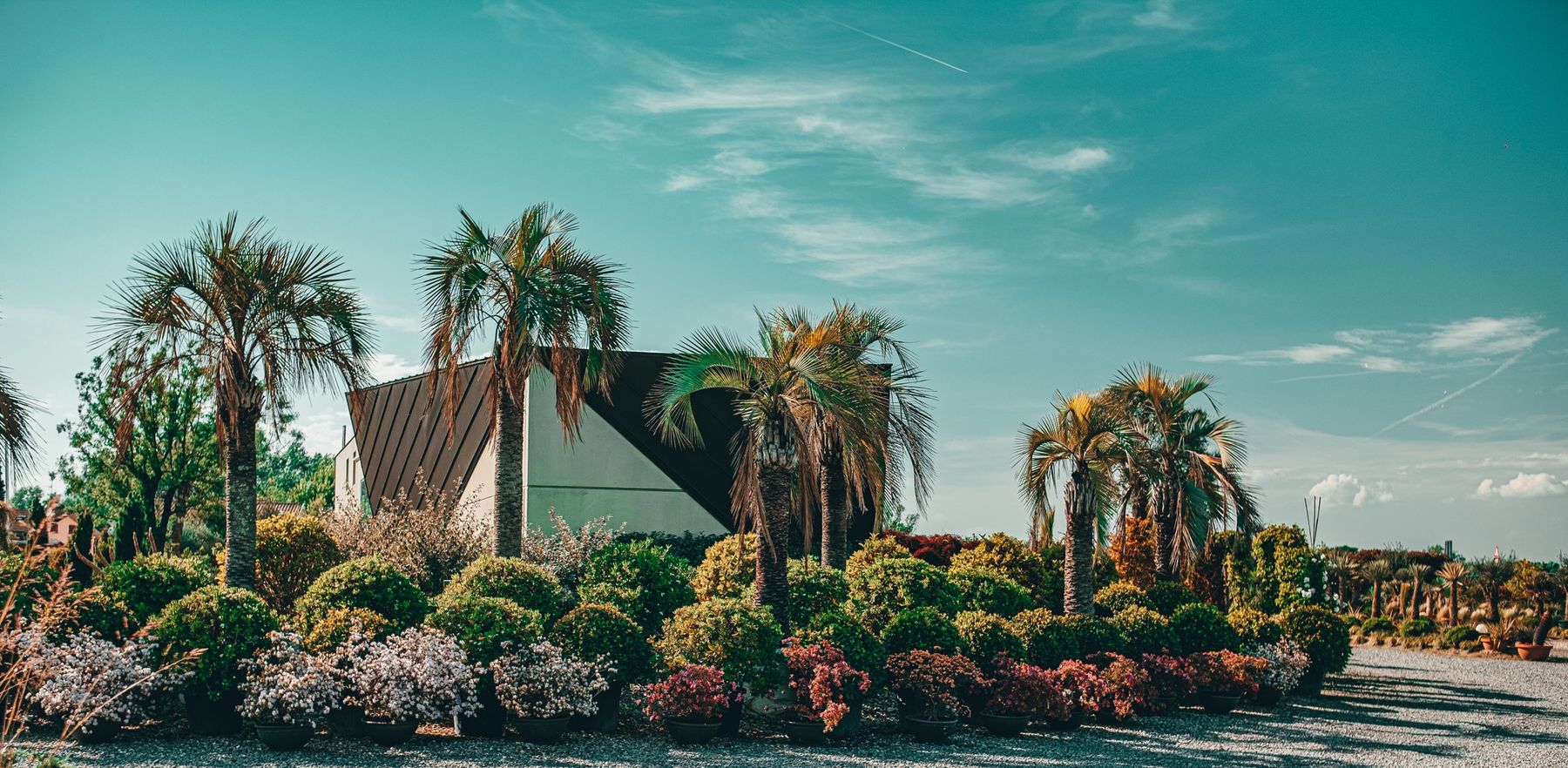 Vivaio con palme e piante fiorite