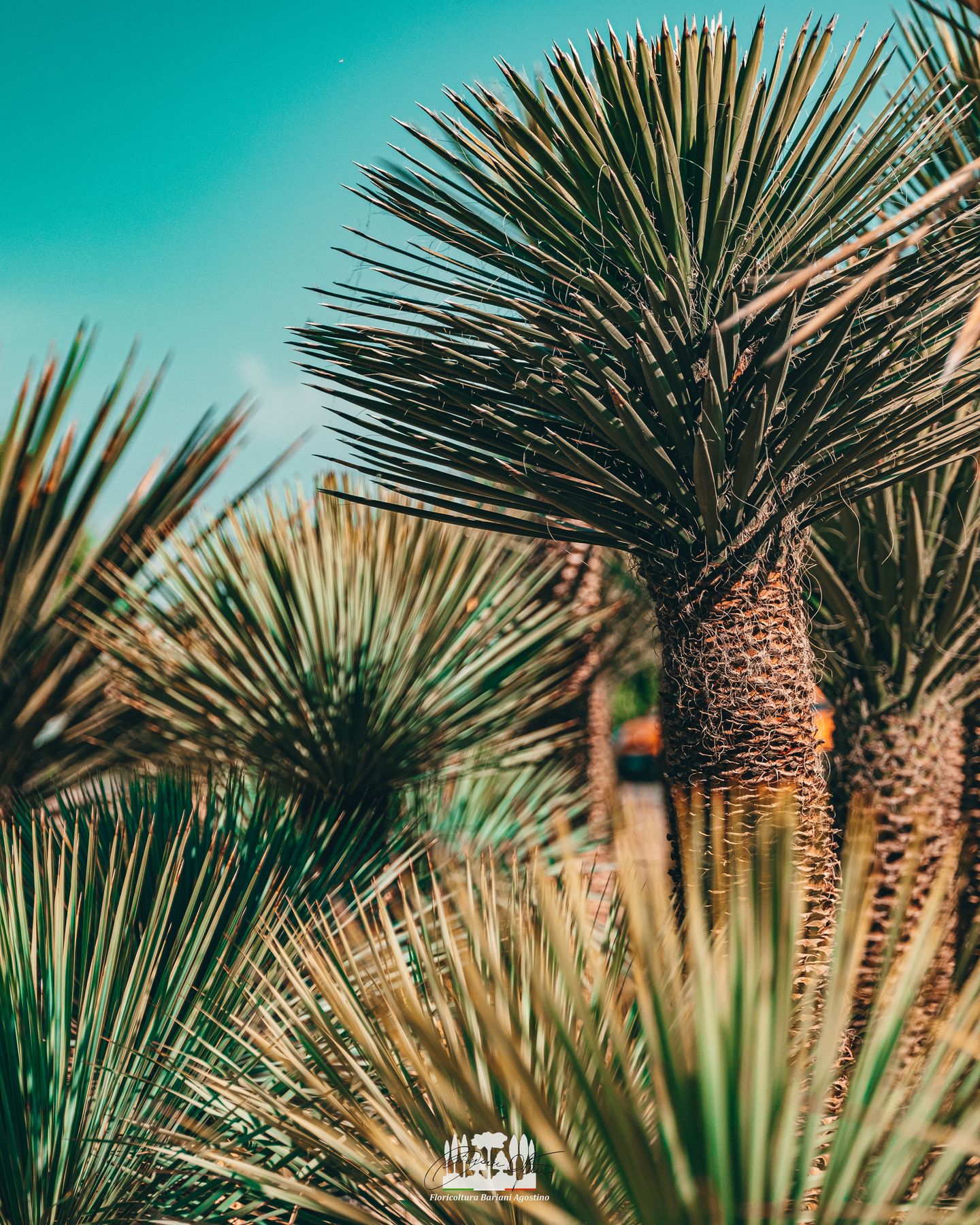 Yucca e piante mediterranee
